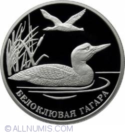 Image #2 of 2 Roubles 2012 - Yellow-billed Loon